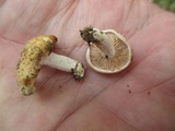 Image of Hebeloma naviculosporum