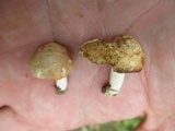 Hebeloma naviculosporum image