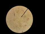 Hebeloma naviculosporum image