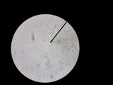 Hebeloma naviculosporum image