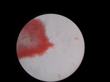 Hebeloma naviculosporum image