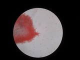 Hebeloma naviculosporum image