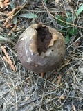 Bovista plumbea image