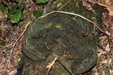 Phellinus everhartii image