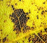 Rhytisma americanum image