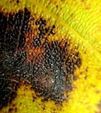 Rhytisma americanum image