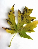 Rhytisma americanum image