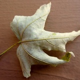Rhytisma americanum image