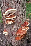 Ganoderma sessile image