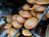 Kuehneromyces lignicola image