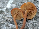 Kuehneromyces lignicola image