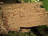 Xylobolus frustulatus image