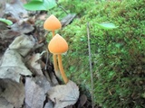 Entoloma quadratum image