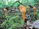 Entoloma quadratum image