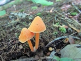 Entoloma quadratum image