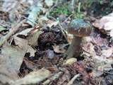 Gliophorus irrigatus image