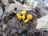 Humidicutis marginata var. concolor image
