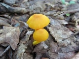 Humidicutis marginata image