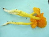 Humidicutis marginata image
