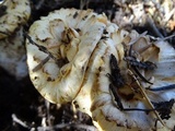 Gomphus kauffmanii image