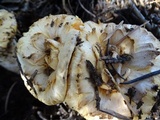 Gomphus kauffmanii image