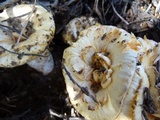 Gomphus kauffmanii image