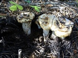 Gomphus kauffmanii image