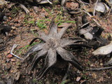 Astraeus pteridis image