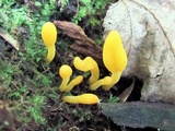 Microglossum rufum image