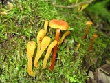 Microglossum rufum image
