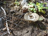 Gomphus kauffmanii image