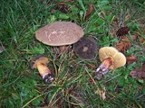 Boletus chrysenteron image
