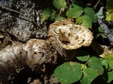 Gomphus kauffmanii image