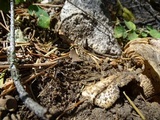 Gomphus kauffmanii image