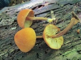 Pholiota granulosa image