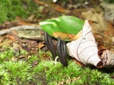 Trichoglossum walteri image