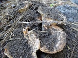 Gomphus kauffmanii image