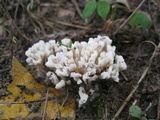 Tremellodendron schweinitzii image