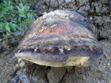 Fomitopsis schrenkii image