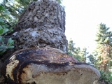 Fomitopsis schrenkii image