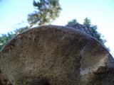 Fomitopsis schrenkii image