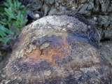 Fomitopsis schrenkii image