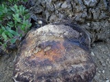 Fomitopsis schrenkii image
