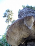 Fomitopsis schrenkii image