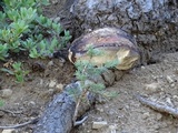 Fomitopsis schrenkii image
