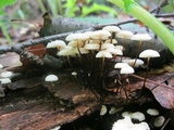 Marasmius capillaris image