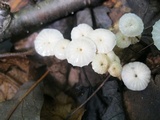 Marasmius capillaris image