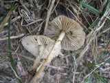 Marasmius oreades image