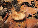 Tricholoma dryophilum image