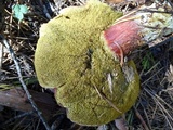 Xerocomellus atropurpureus image